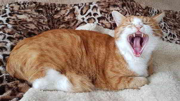 cat scream