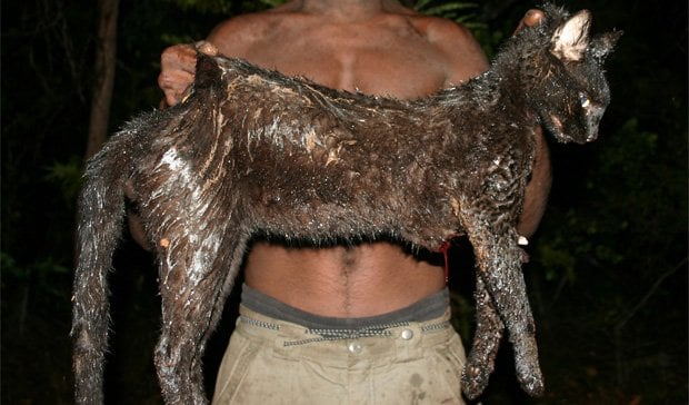 A big feral cat in Australia