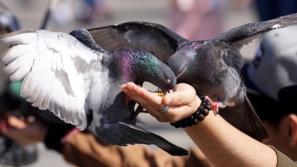 pigeons feeding