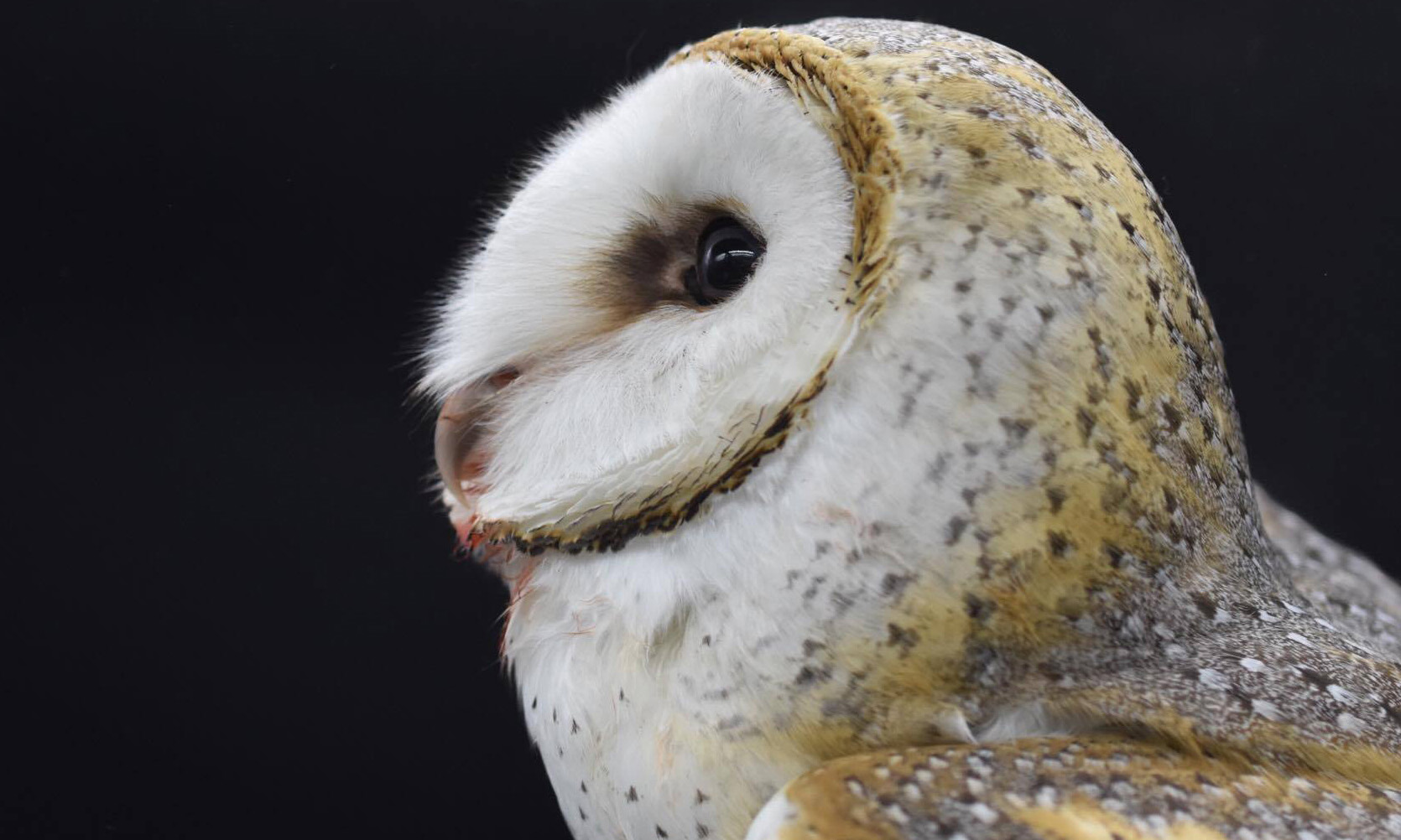 Rodentsides and baits harm wildlife, pets and human
