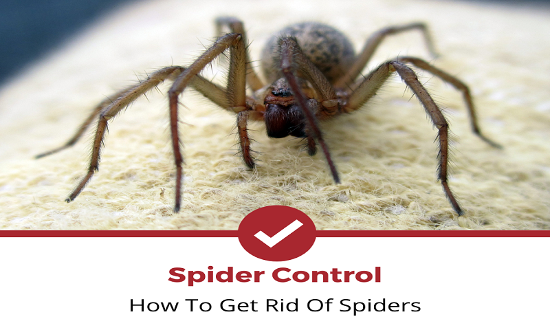 How to Get Rid of Spiders?