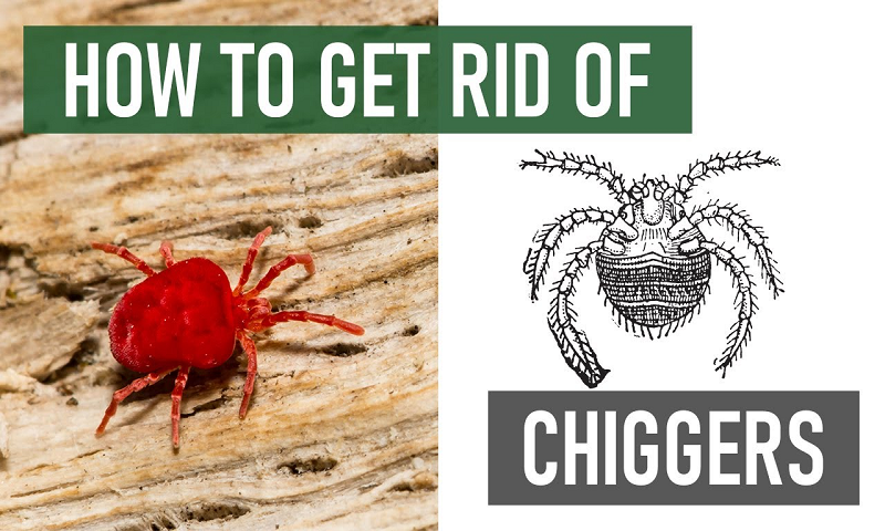 How to Get Rid of Chiggers?