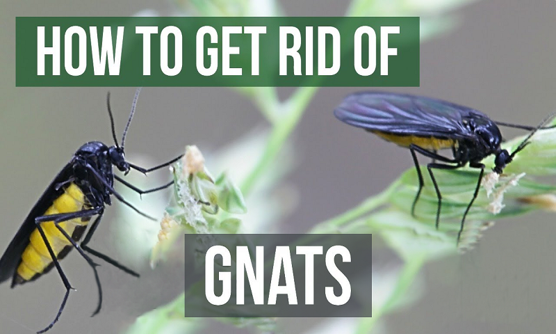 How to Get Rid of Gnats?