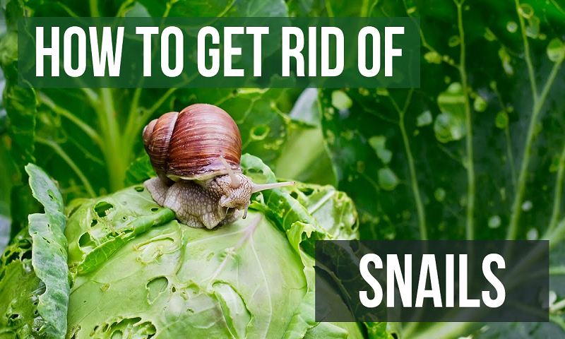 How to Get Rid of Snails?