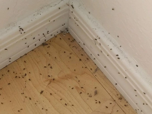 How to Get Rid of Springtails?