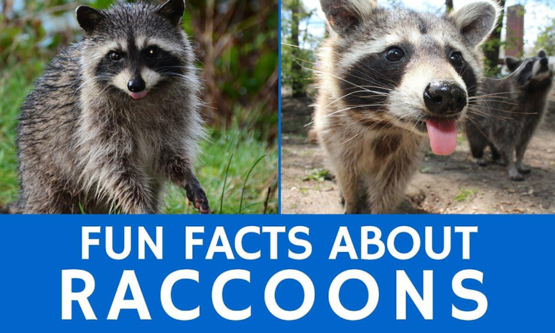 Raccoons Animal Facts