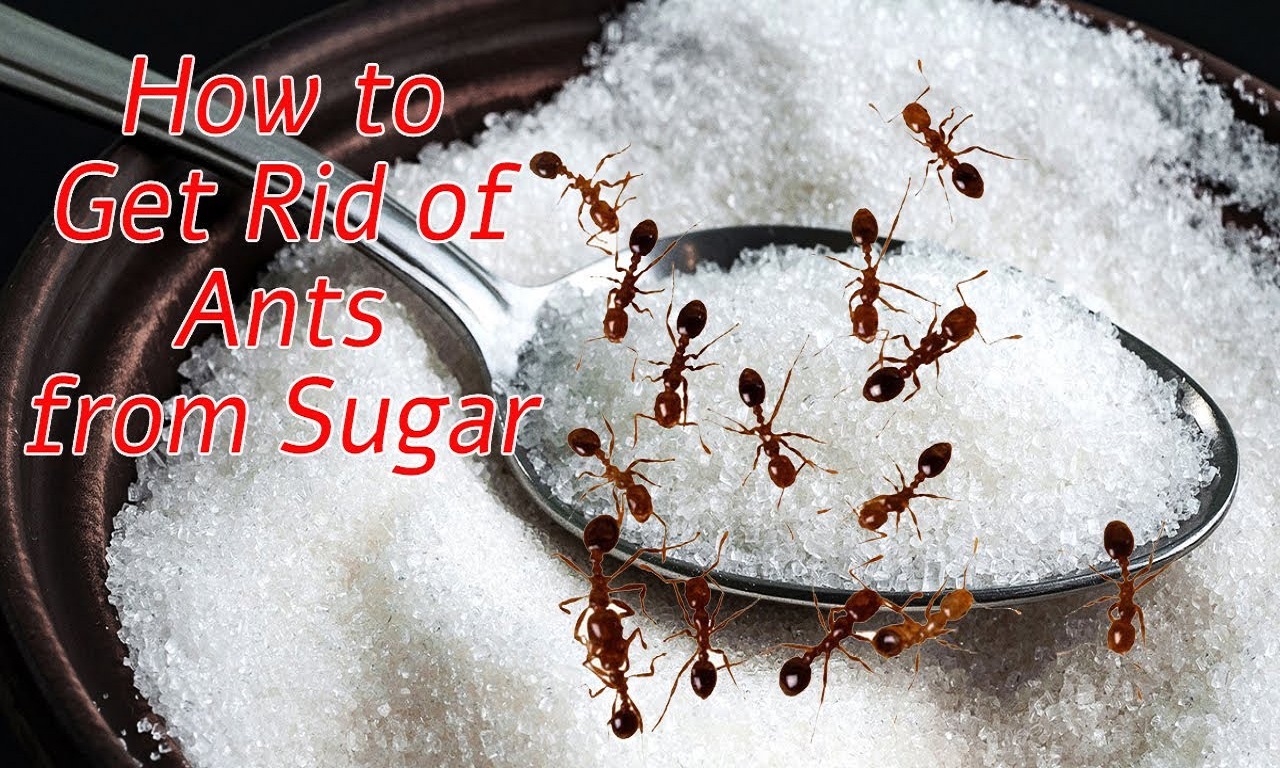How to Get Rid of Sugar Ants?