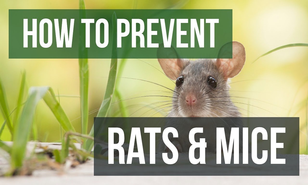 7 Humane Solutions to Rat and Mice Infestations