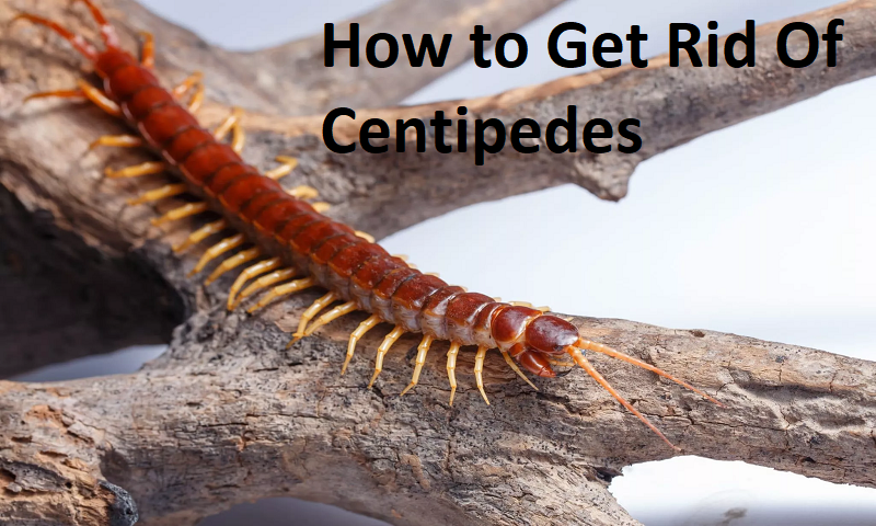 How to Get Rid of Centipedes
