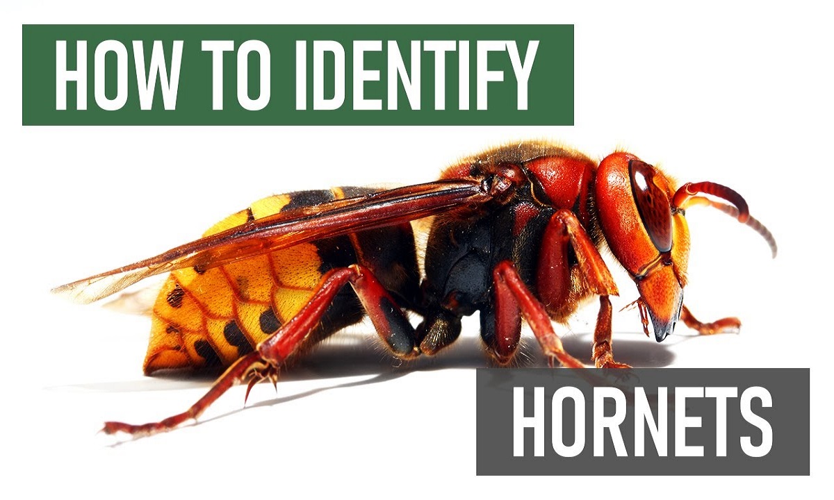 How To Get Rid of Hornets