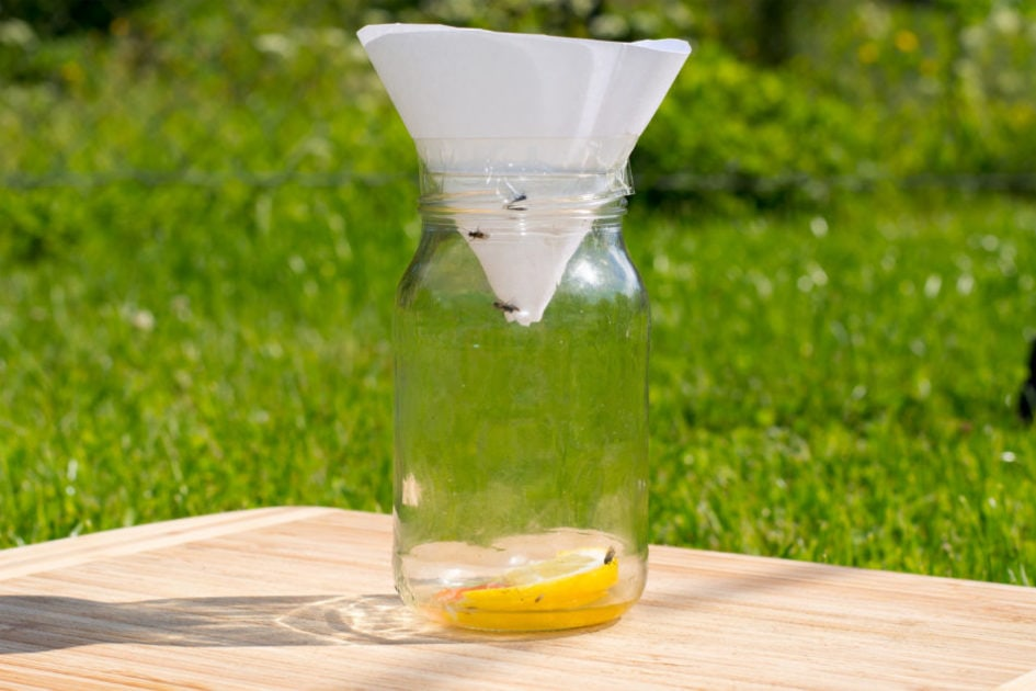 How to get rid of gnats! Let me know if you try this :) #EndlessJourne, how  to get rid of gnats