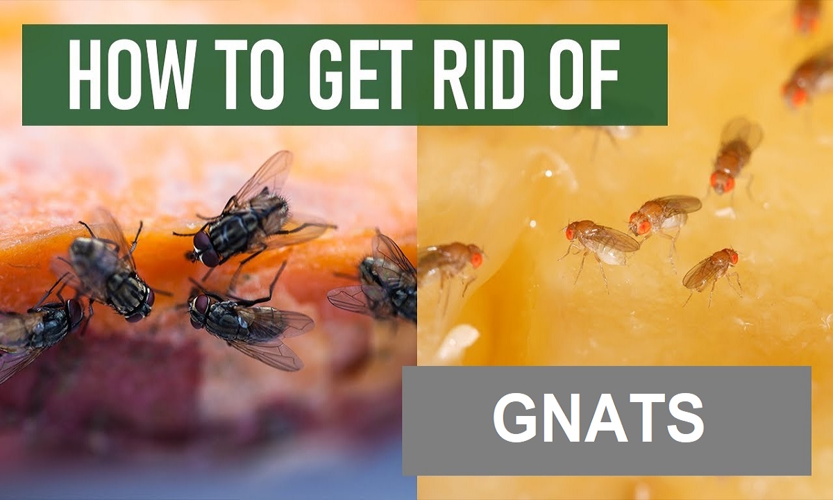 11 Proven Ways to Get Rid of Gnats in Your House - A-Z Animals