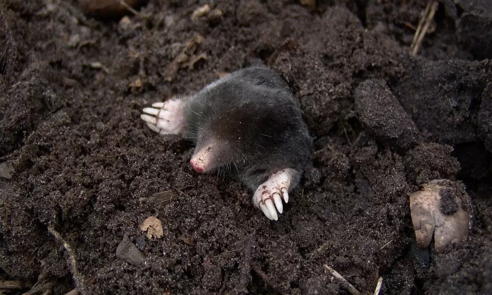 How To Get Rid Of Moles