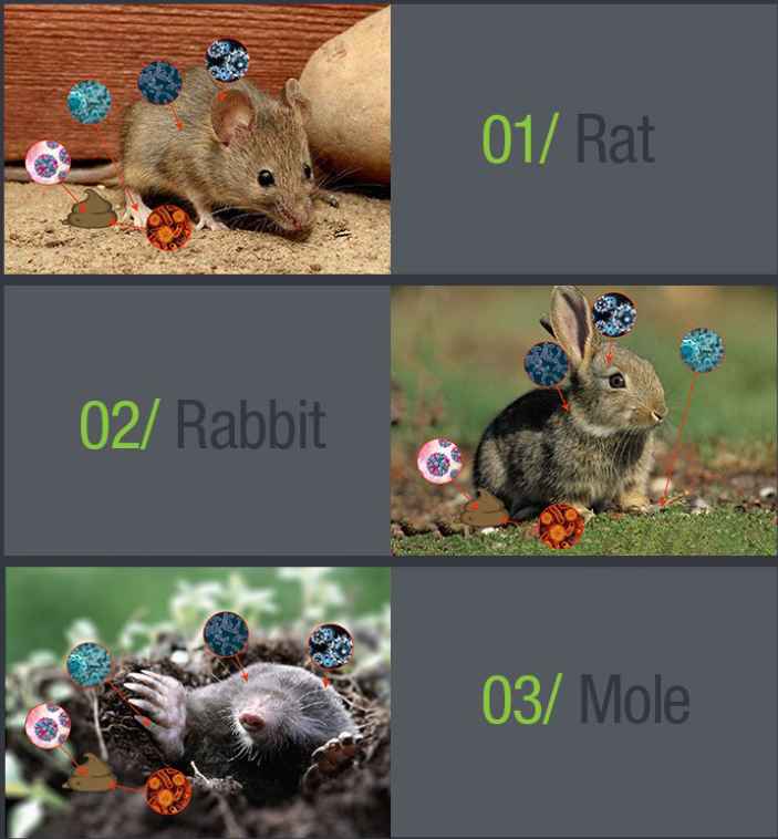 rat rabit mole schematic diagram